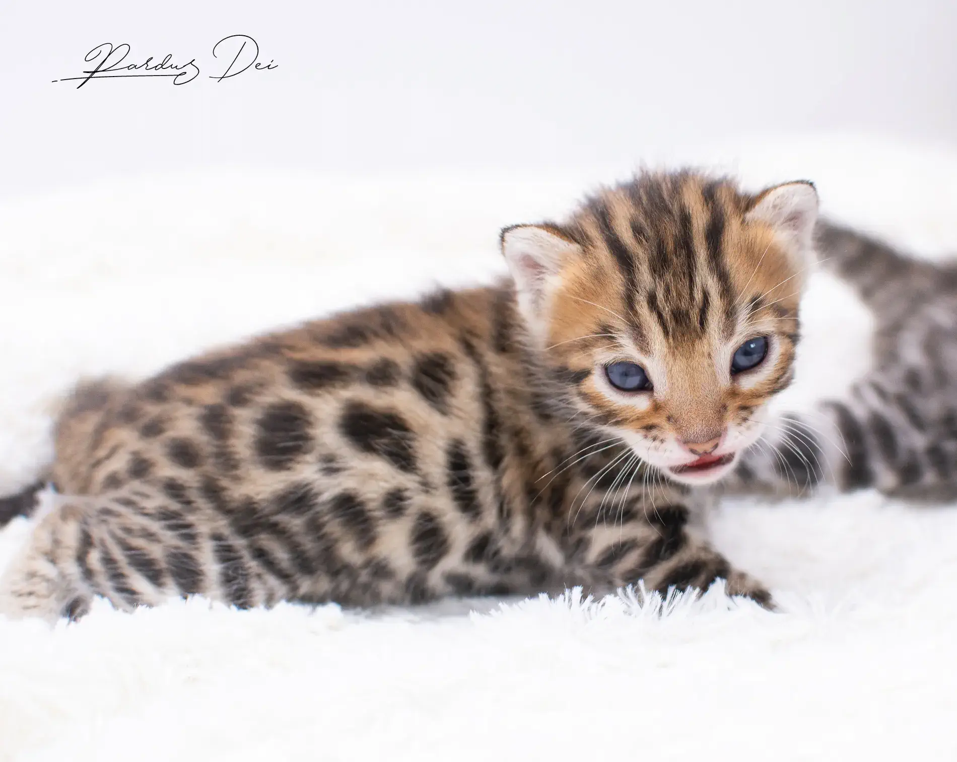 chaton bengal